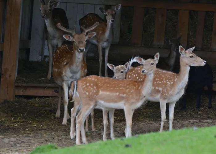 Krakonos Pensión Špindlerŭv Mlýn